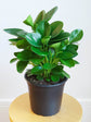 Peperomia Obtusifolia Plant or American Rubber Plant with Green coloured leaves