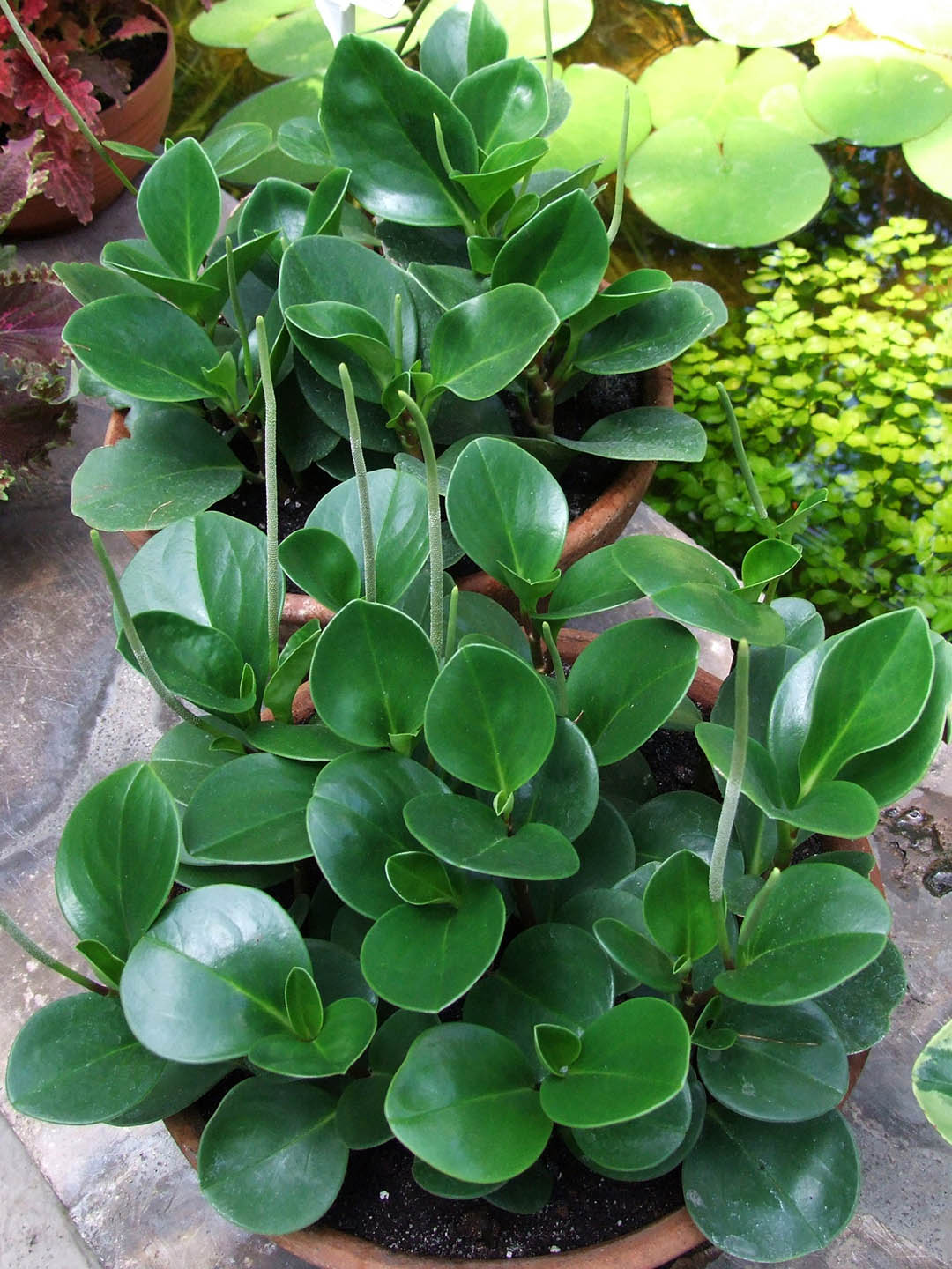 Peperomia Obtusifolia