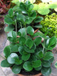 Peperomia Obtusifolia