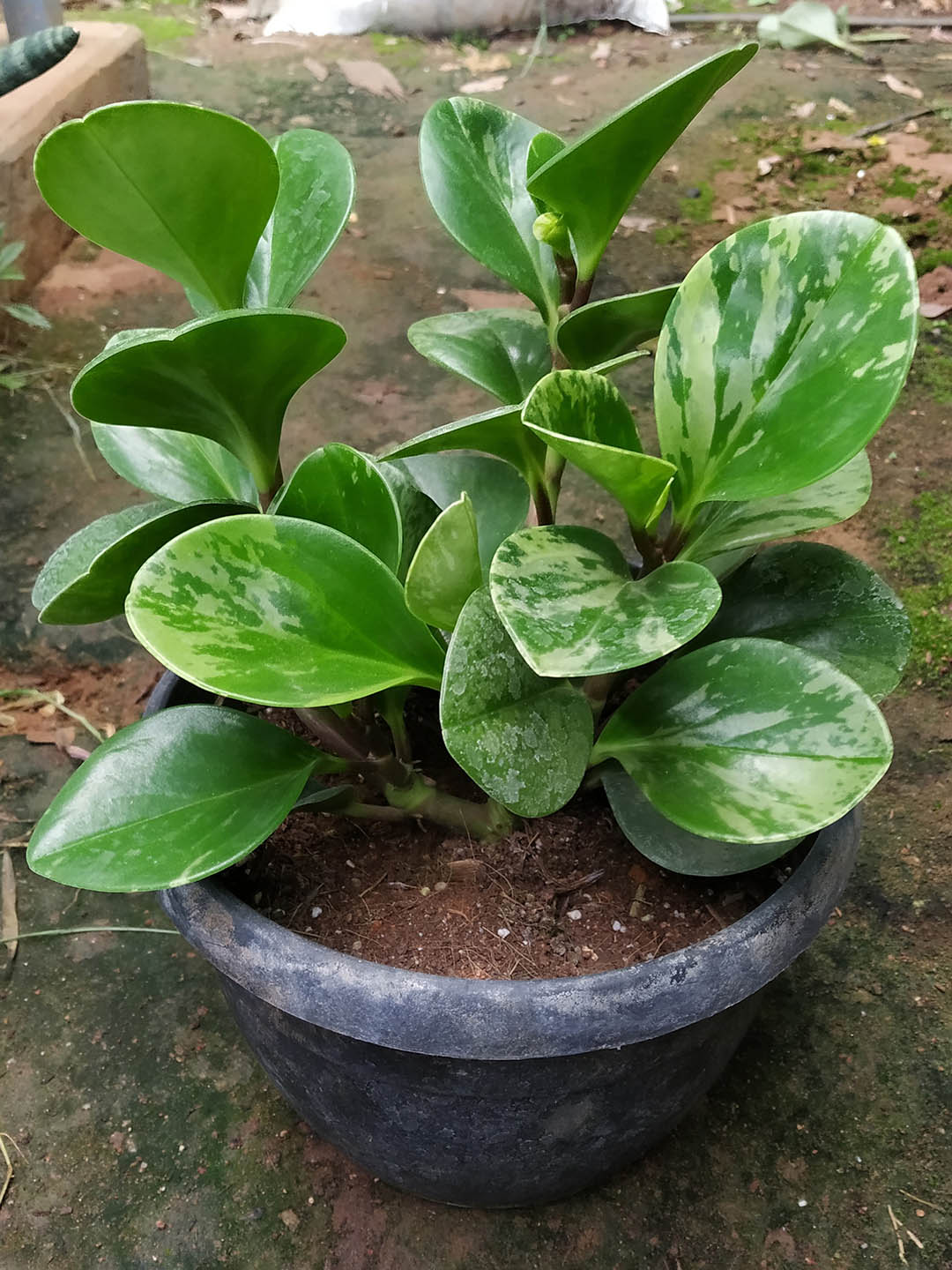 Peperomia Obtusifolia Marble Plant or American Baby Rubber Plant with Dark Green and White Patches coloured leaves