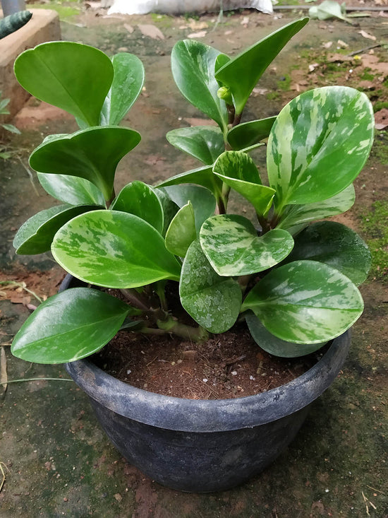 Peperomia Obtusifolia Marble Plant or American Baby Rubber Plant with Dark Green and White Patches coloured leaves
