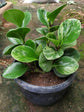 Peperomia Obtusifolia Marble Plant or American Baby Rubber Plant with Dark Green and White Patches coloured leaves