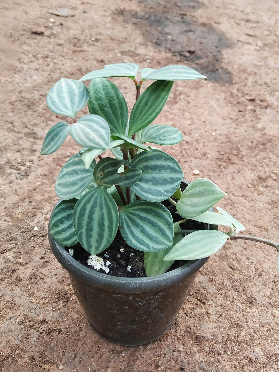 Peperomia Puteolata Plant or Parallel Peperomia with Dark Green and White venation coloured leaves and White coloured flower 