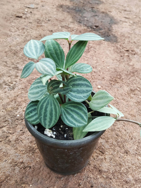 Peperomia Puteolata Plant or Parallel Peperomia with Dark Green and White venation coloured leaves and White coloured flower 