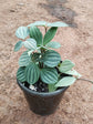 Peperomia Puteolata Plant or Parallel Peperomia with Dark Green and White venation coloured leaves and White coloured flower 