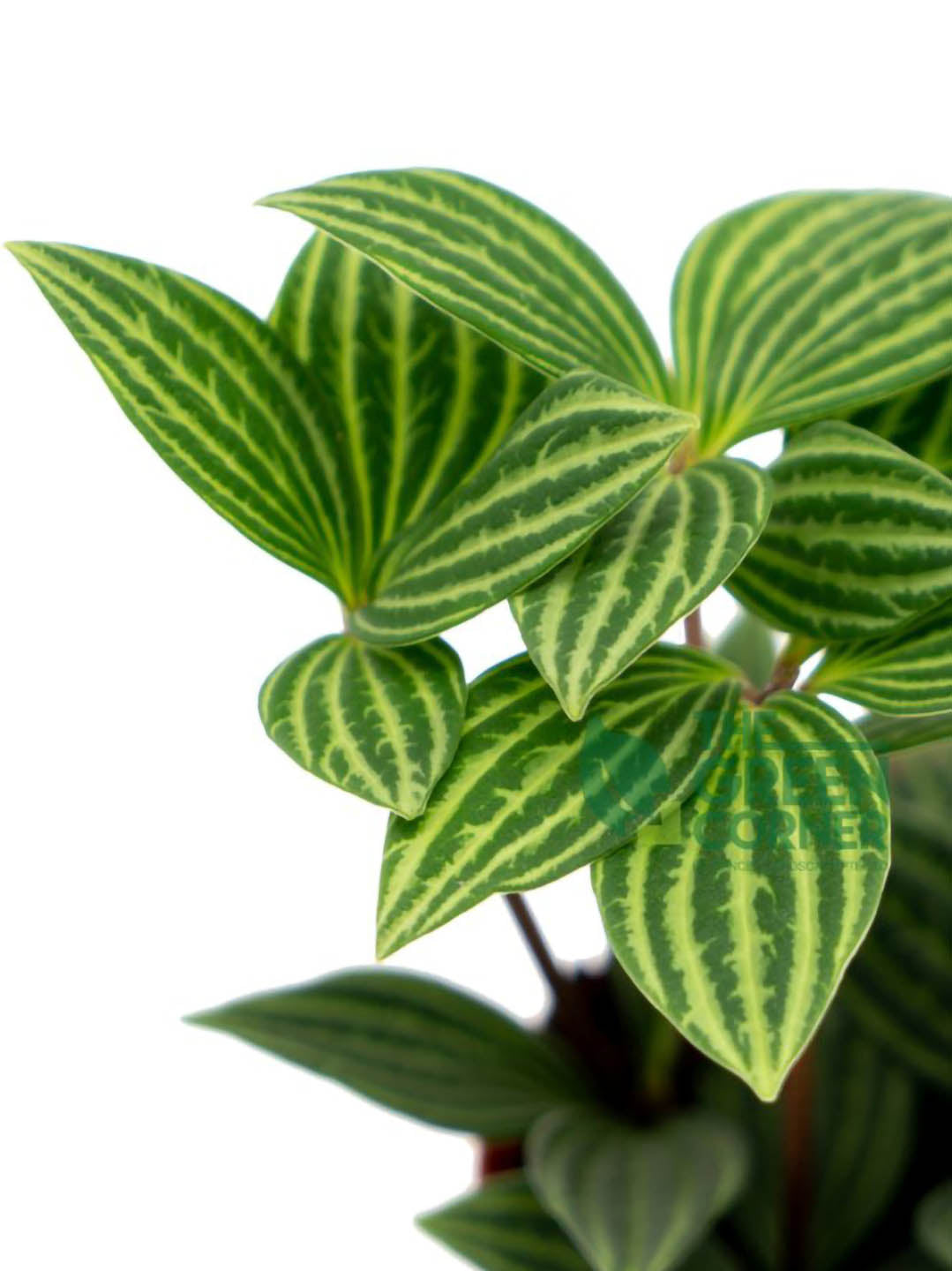 Peperomia Puteolata