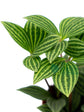 Peperomia Puteolata