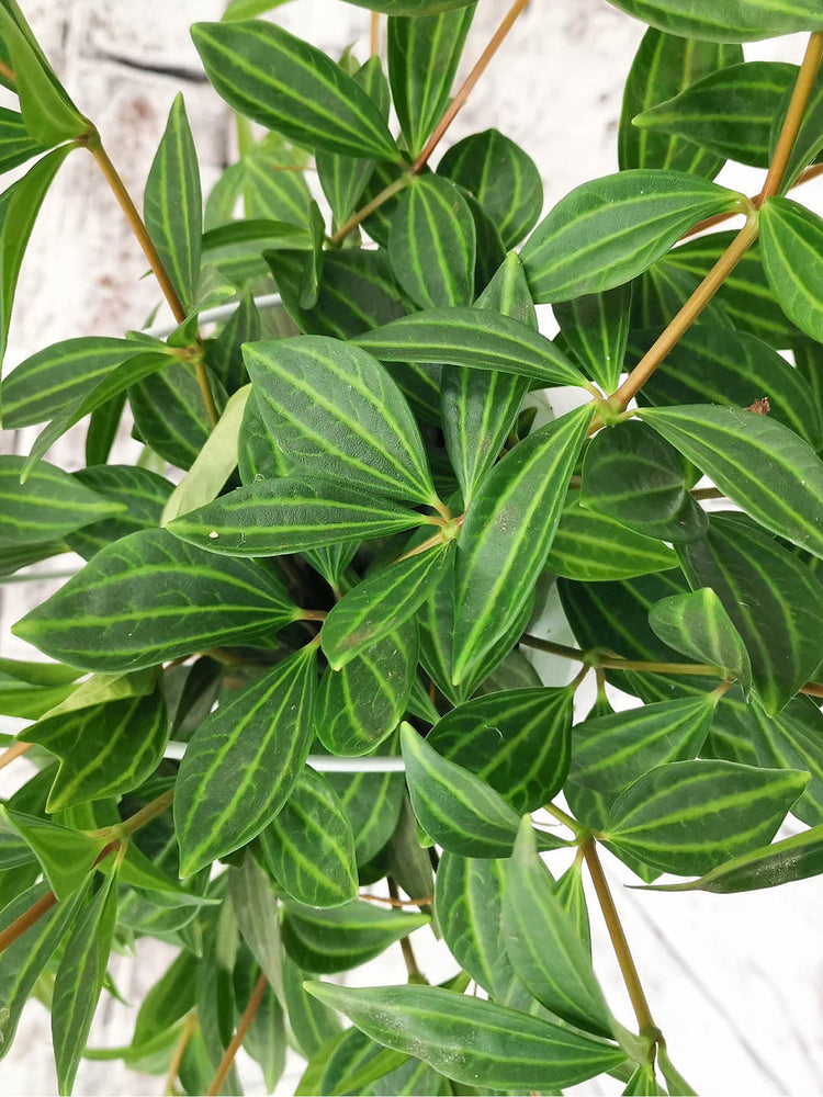 Peperomia Puteolata
