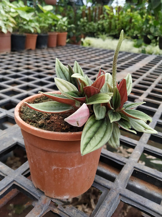 Peperomia Rosso Plant or American Rubber Plant with Frost Green with Maroon Hue coloured leaves and Green coloured flower 