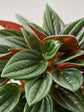 Peperomia Rosso