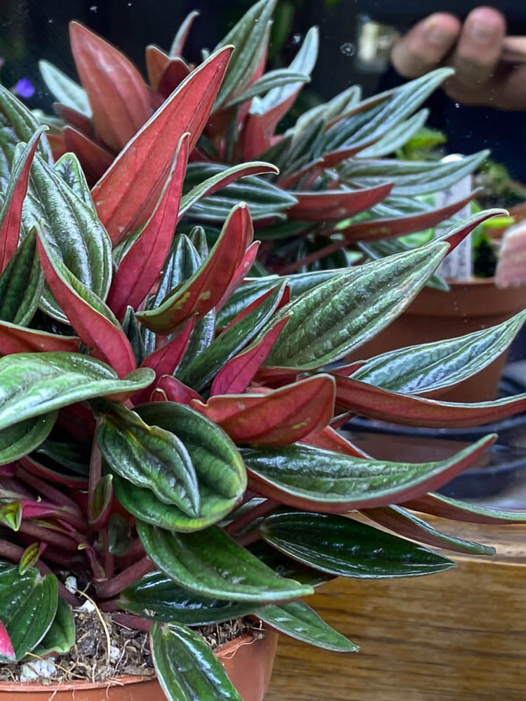Peperomia Rosso