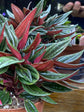 Peperomia Rosso