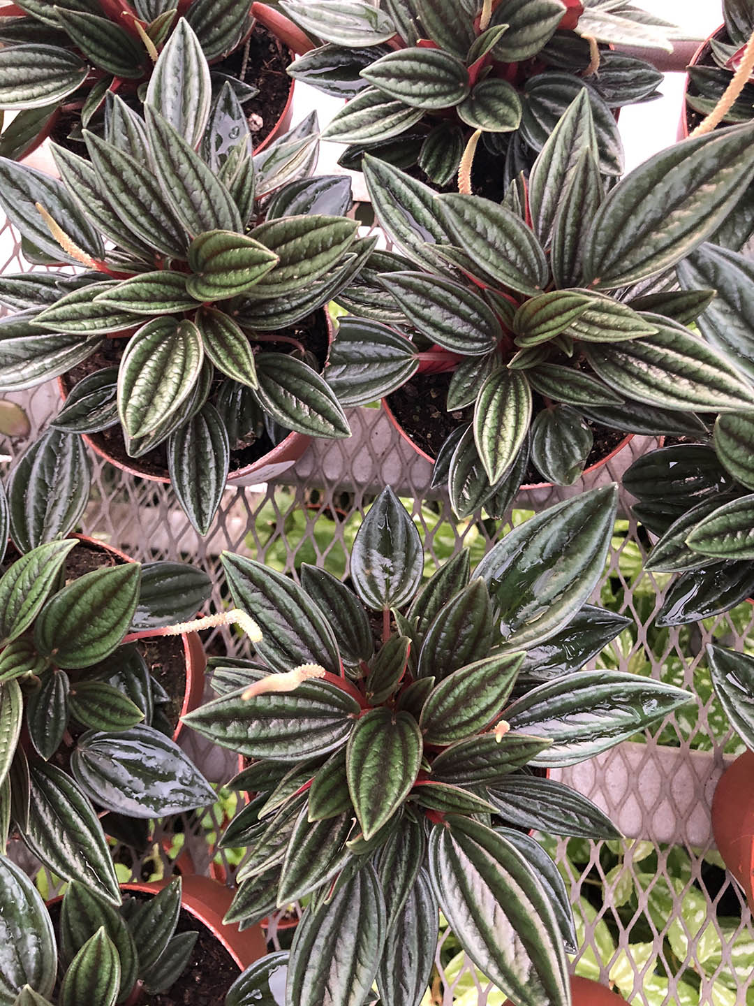 Peperomia Rosso