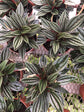 Peperomia Rosso