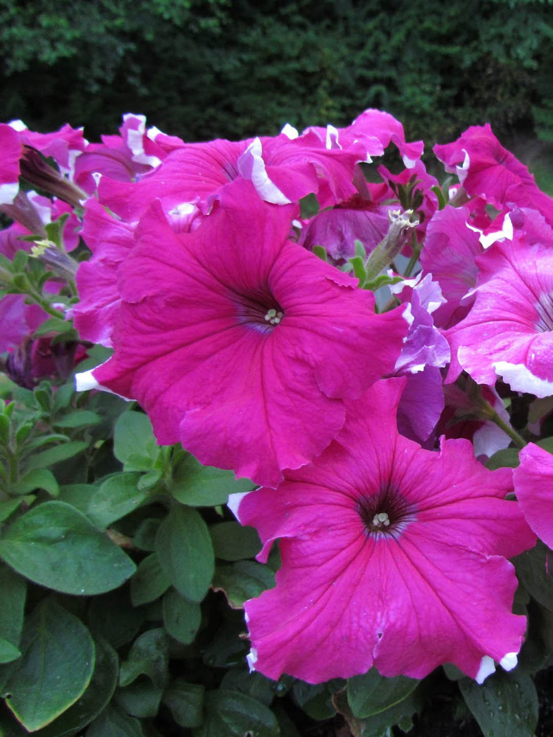 Petunia Grandiflora Pink Stripe Plant or Petunia Star Flower with Green coloured leaves and Deep pink with white coloured flower 