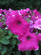 Petunia Grandiflora Pink Stripe Plant or Petunia Star Flower with Green coloured leaves and Deep pink with white coloured flower 