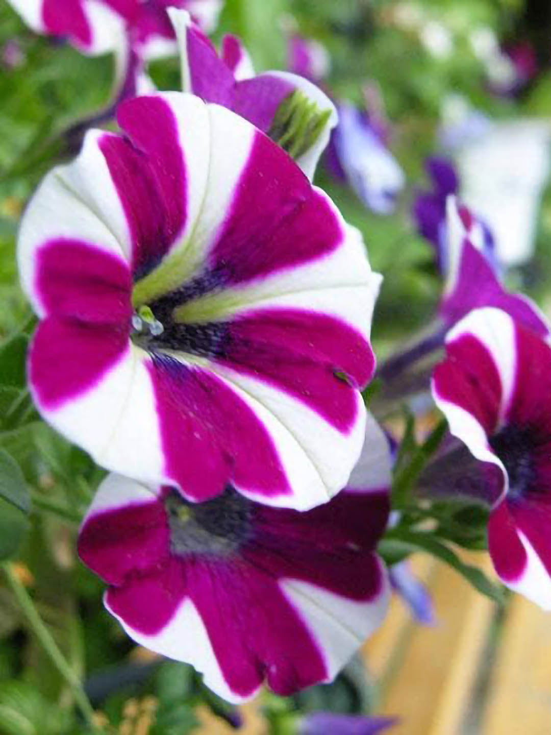 Petunia Grandiflora Purple Stripe Plant or Ultra Blue Star Petunia with Green coloured leaves and Blue, Purple and White coloured flower 