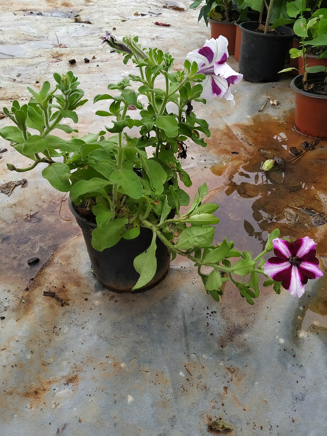 Petunia Grandiflora Purple Stripe 
