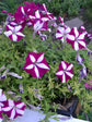 Petunia Grandiflora Purple Stripe 