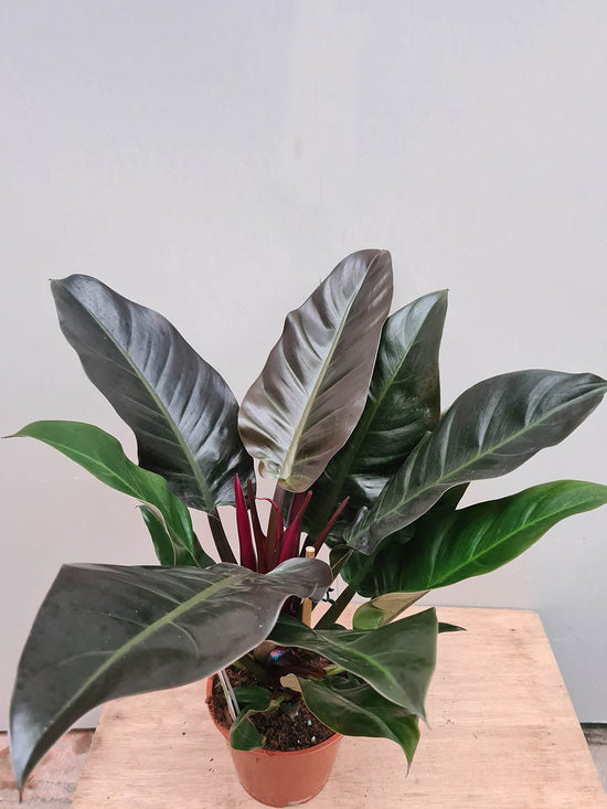 Philodendron Imperial Red Plant or Philodendron Erubescens with Dark green with inclination to nearly black coloured leaves
