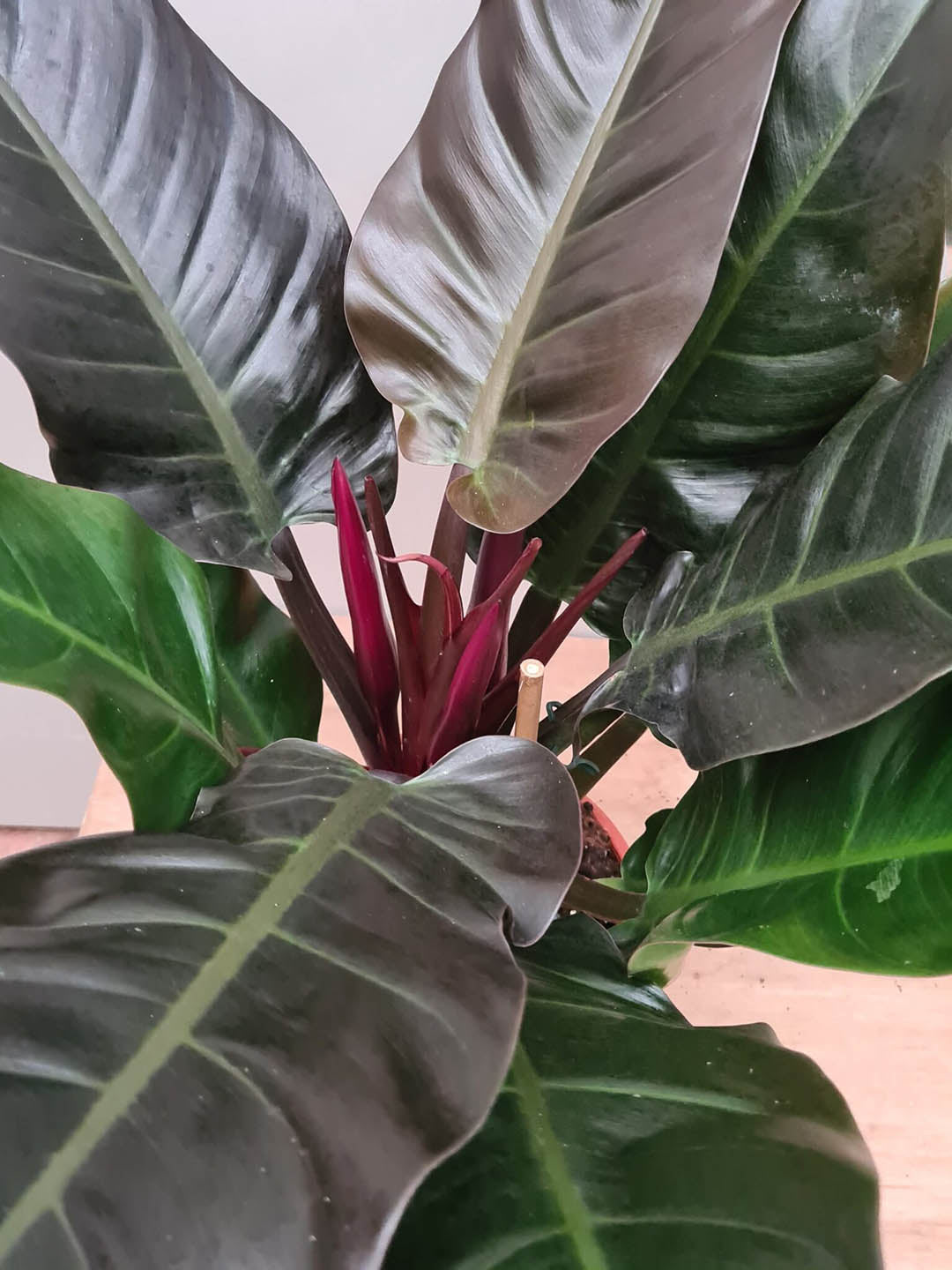 large philodendron imperial red Imperial Red Philodendron Plant – Potclay