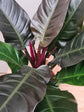 Philodendron Imperial Red 