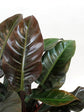 Philodendron Imperial Red 