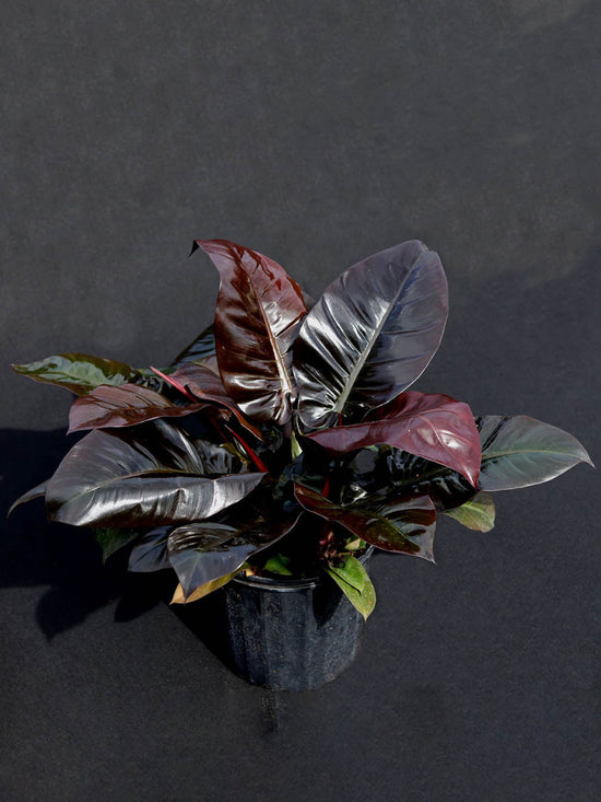 Philodendron Black Cardinal Plant or Black Cardinal with Blackish Green coloured leaves