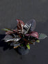 Philodendron Black Cardinal Plant or Black Cardinal with Blackish Green coloured leaves