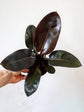 Philodendron Black Cardinal 