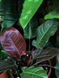 Philodendron Black Cardinal 