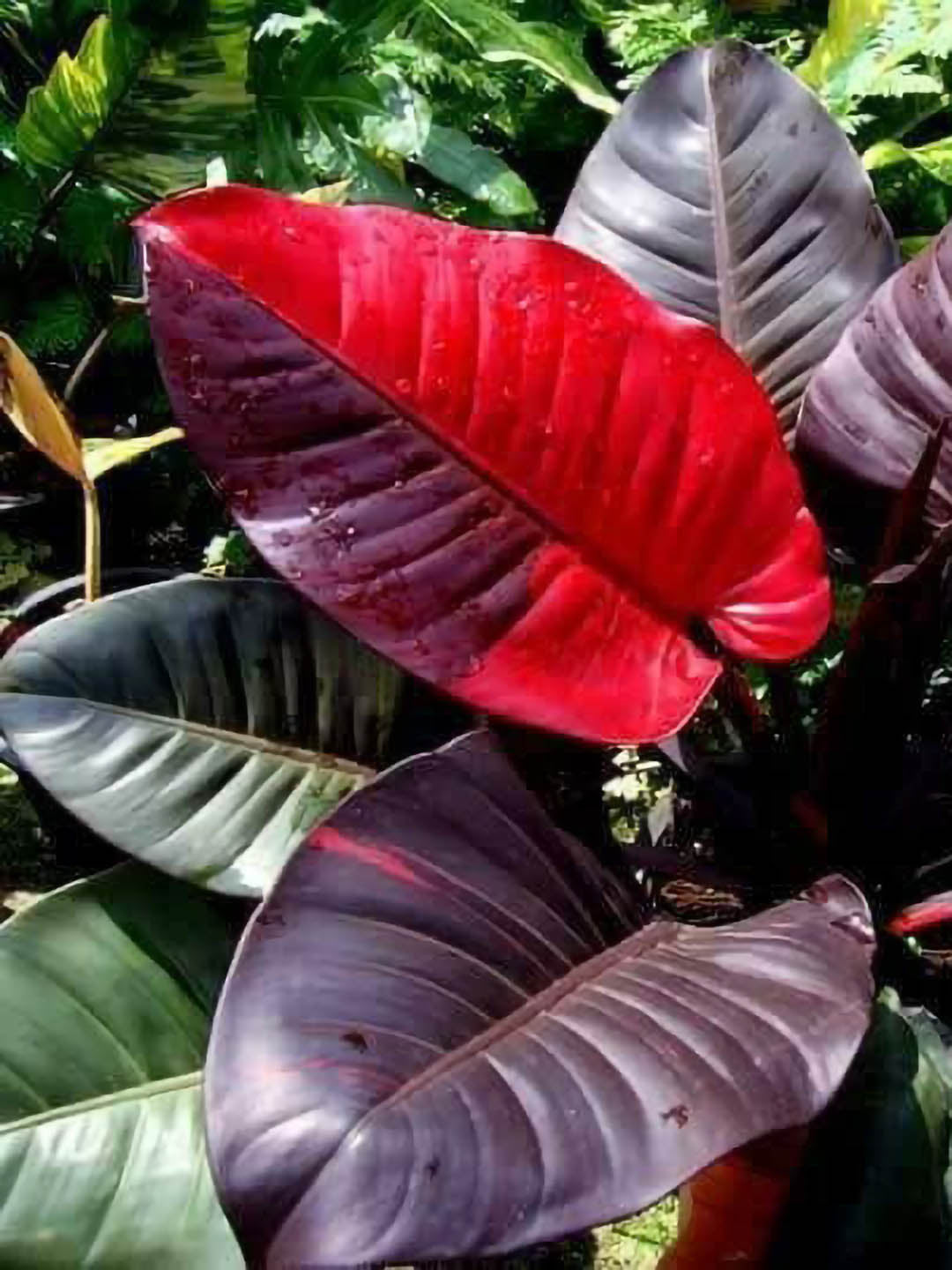 philodendron black widow Philodendron 'Black Cardinal' – Potclay