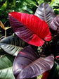 Philodendron Black Cardinal 