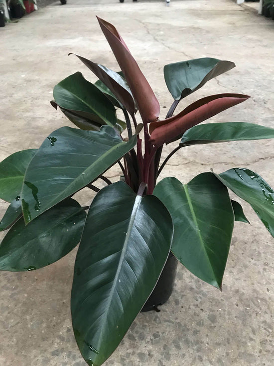 Philodendron Rojo Congo Plant or Philodendron with Verdant green coloured leaves