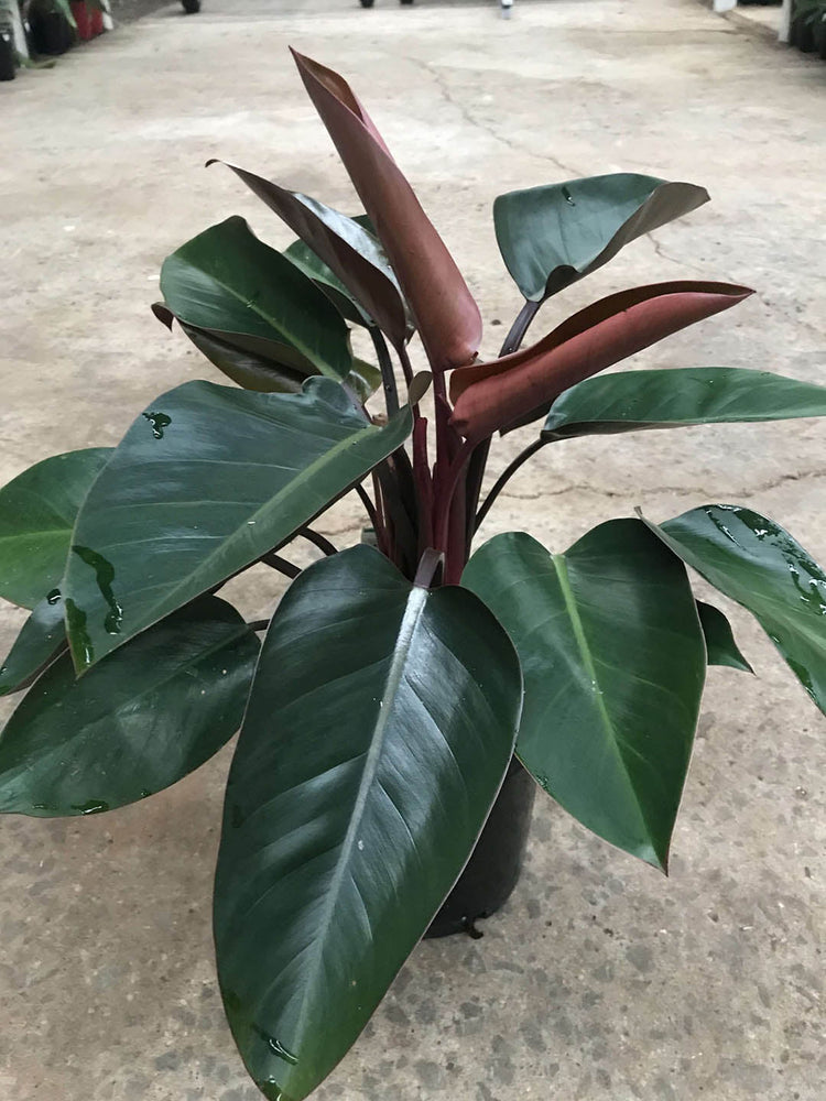 Philodendron Rojo Congo Plant or Philodendron with Verdant green coloured leaves