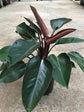 Philodendron Rojo Congo Plant or Philodendron with Verdant green coloured leaves