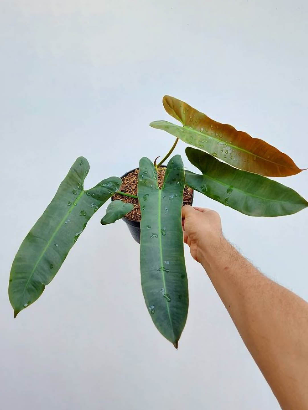Philodendron Atabapoense Plant or Philodendron Mexicanum with Glossy green coloured leaves