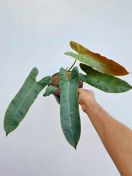 Philodendron Atabapoense Plant or Philodendron Mexicanum with Glossy green coloured leaves