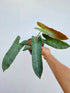 Philodendron Atabapoense Plant or Philodendron Mexicanum with Glossy green coloured leaves