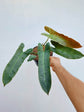 Philodendron Atabapoense Plant or Philodendron Mexicanum with Glossy green coloured leaves