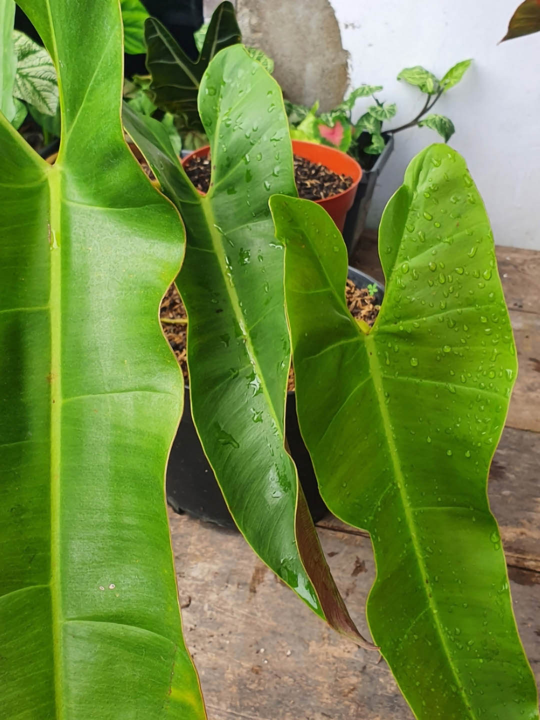 Philodendron Atabapoense 