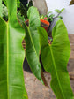Philodendron Atabapoense 