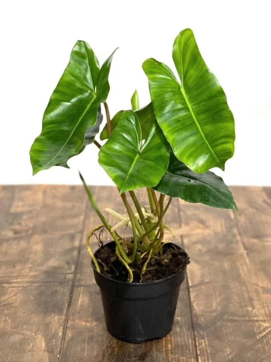 Philodendron Burle Marx Plant or Philodendron Imbe with Green coloured leaves