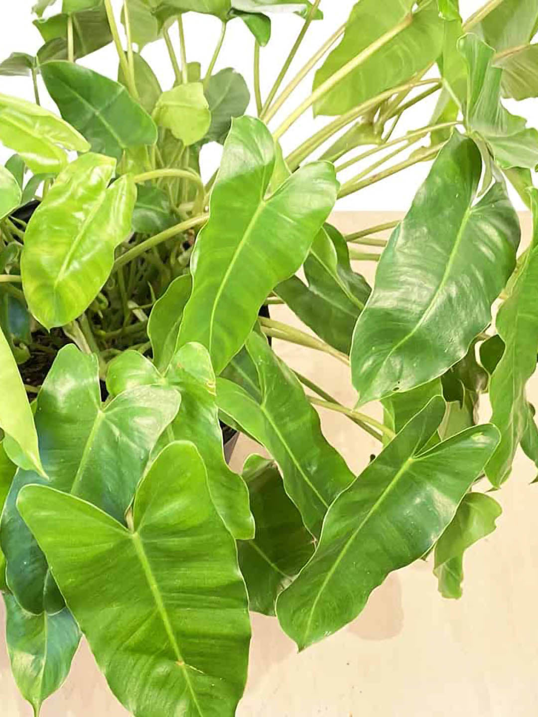 philodendron imbe burle marx Philodendron 'Burle Marx' – Potclay