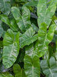 Philodendron Burle Marx 