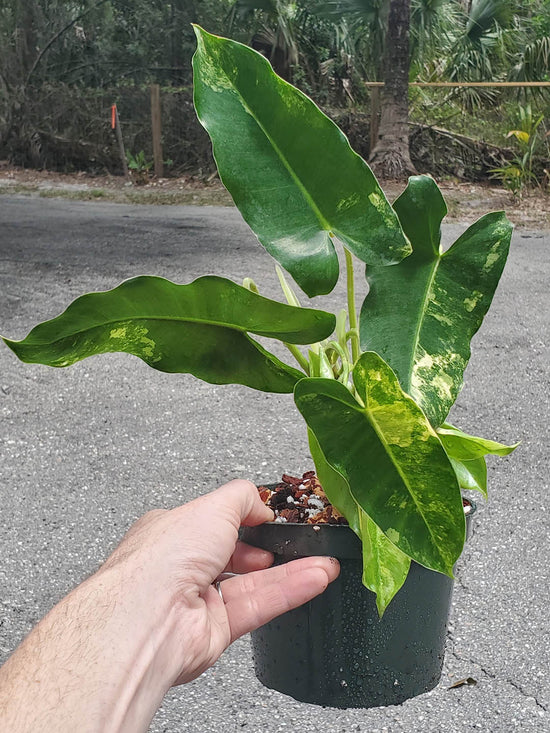 Philodendron Burle Marx Variegated Plant or Philodendron Albo Variagated with Green, Yellow coloured leaves