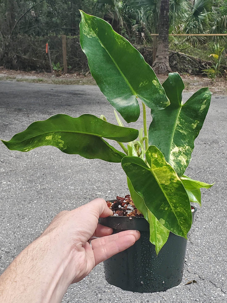 Philodendron Burle Marx Variegated Plant or Philodendron Albo Variagated with Green, Yellow coloured leaves