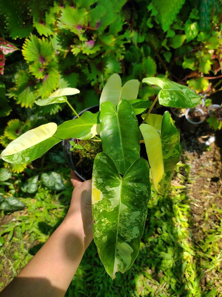 Philodendron Burle Marx Variegated