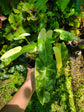 Philodendron Burle Marx Variegated