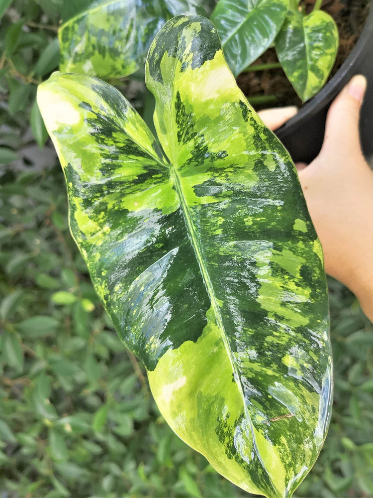 Philodendron Burle Marx Variegated